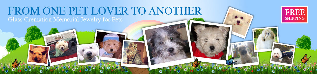 Pet photos